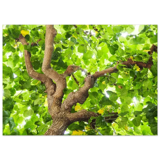 Hellstrøm L'Oustau de Baumanière tree plakat 70x50 cm halvblank