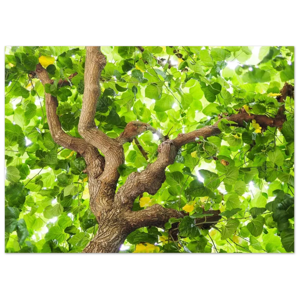 Hellstrøm L'Oustau de Baumanière tree plakat 70x50 cm halvblank