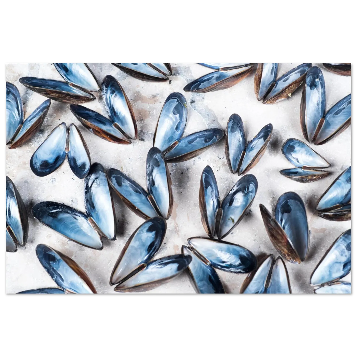 Hellstrøm Mussels kunsttrykk 40x60 cm halvblankt papir