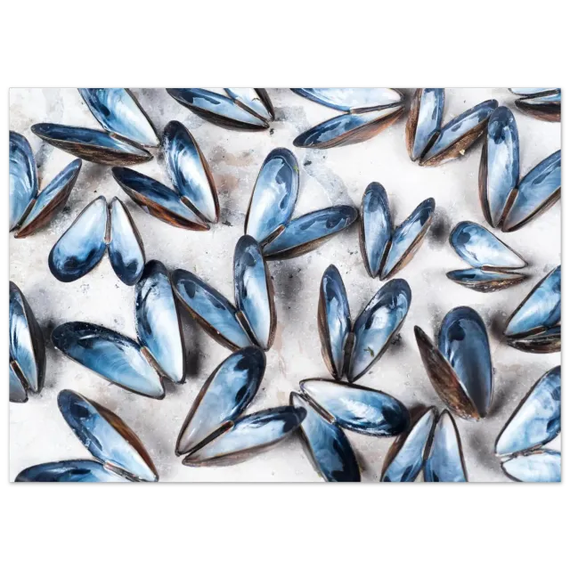 Hellstrøm Mussels kunsttrykk 40x60 cm halvblankt papir