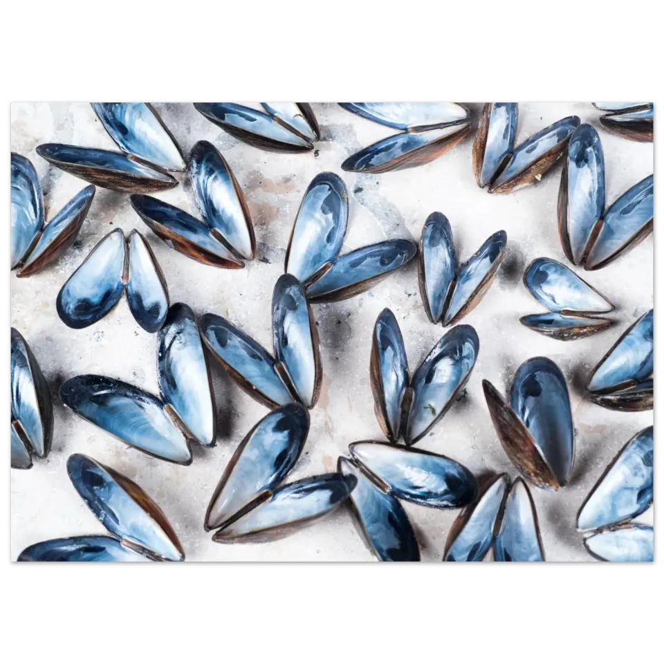 Hellstrøm Mussels kunsttrykk 40x60 cm halvblankt papir