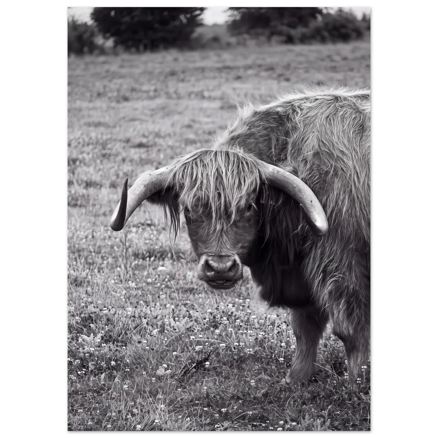 Hellstrøm Cow in Cancale kunsttrykk 50x70 halvblank