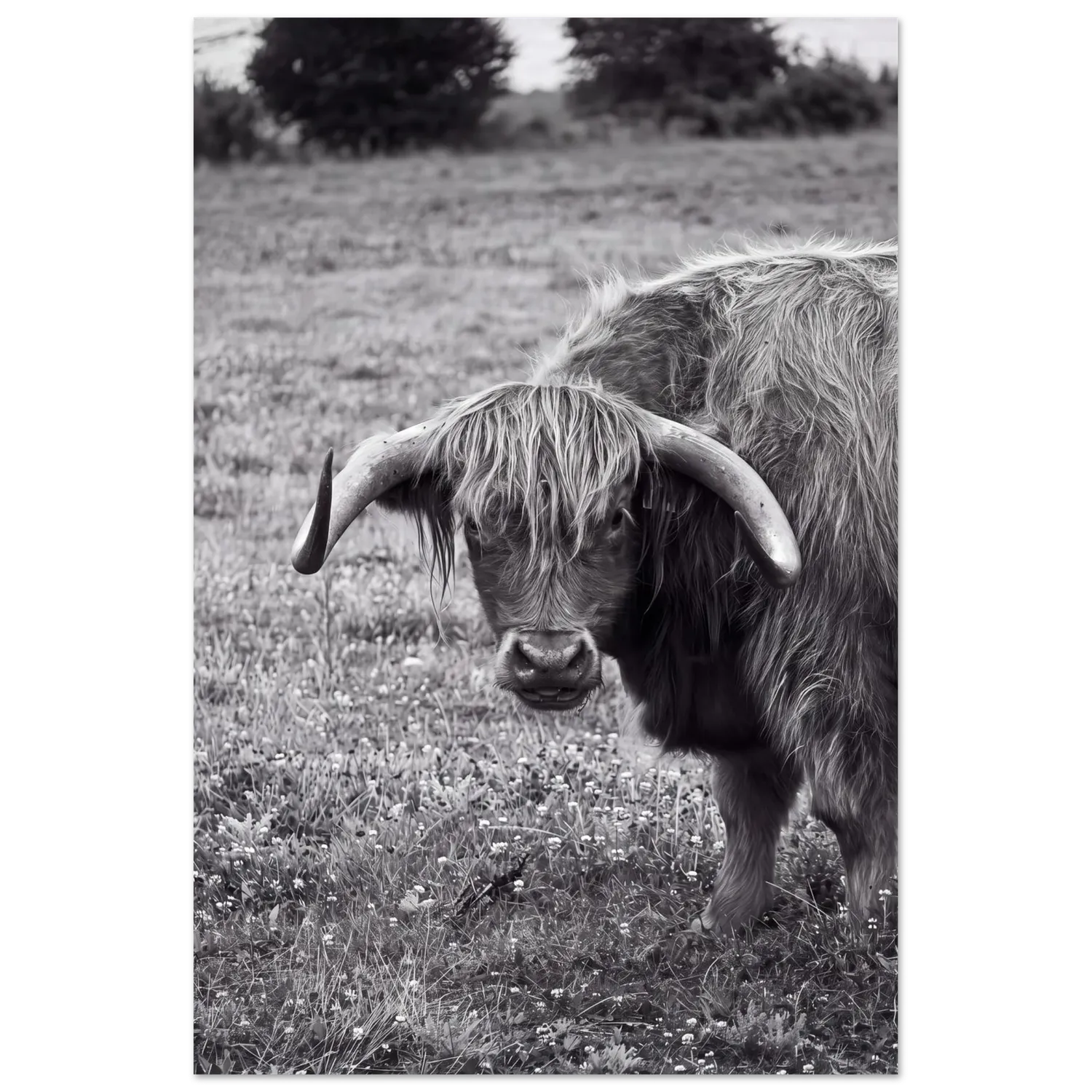 Hellstrøm Cow in Cancale kunsttrykk 50x70 halvblank