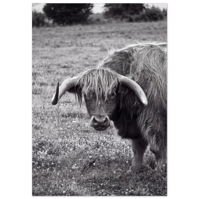 Hellstrøm Cow in Cancale kunsttrykk 50x70 halvblank
